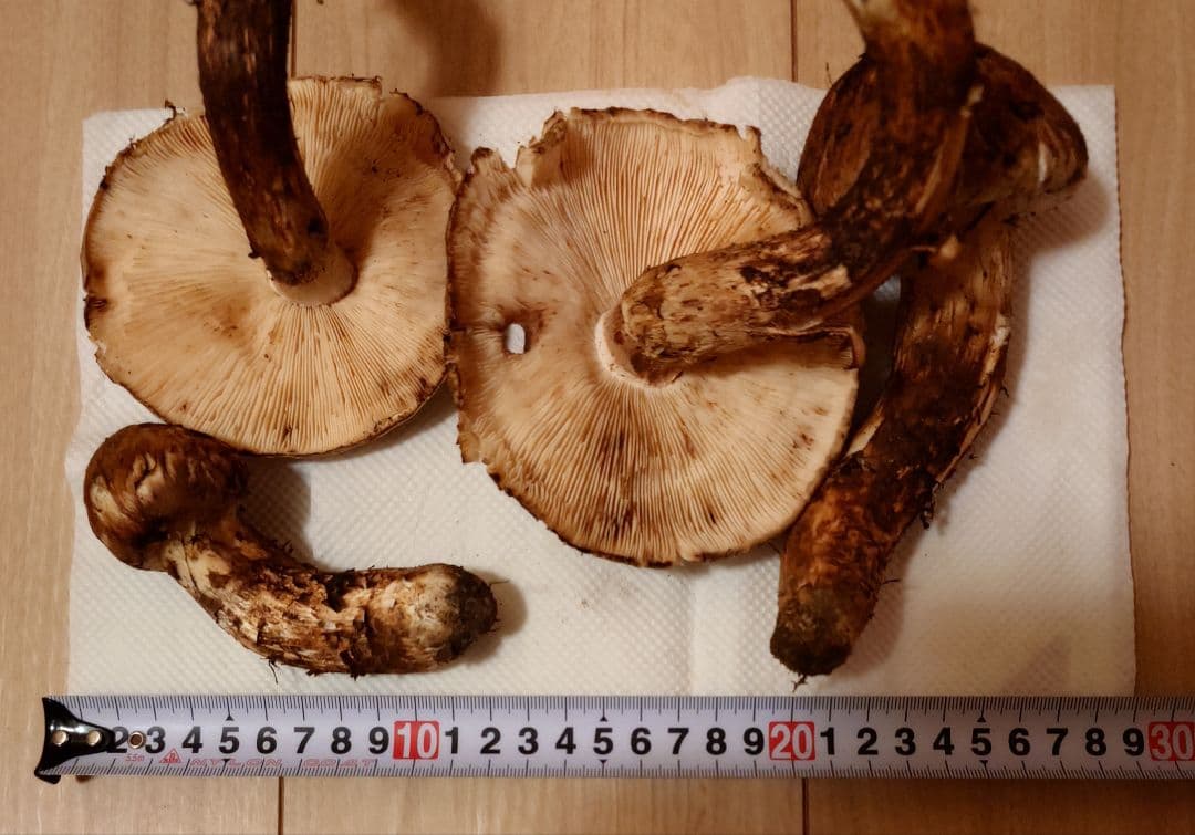 #岩手県岩手郡岩手町産天然松茸およそ300g