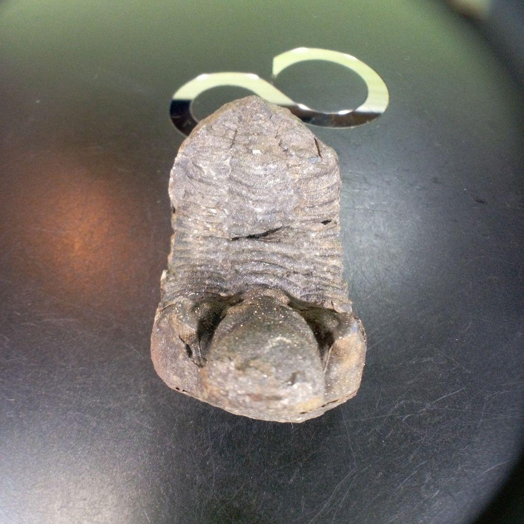 三葉虫　化石　ボリビア産　南アメリカ　trilobite　南米産fossil①