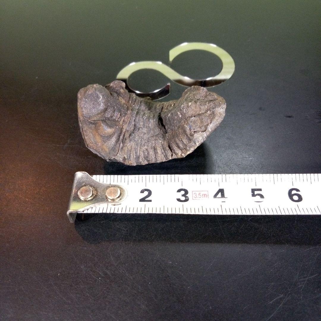 三葉虫　化石　ボリビア産　南アメリカ　trilobite　南米産fossil①
