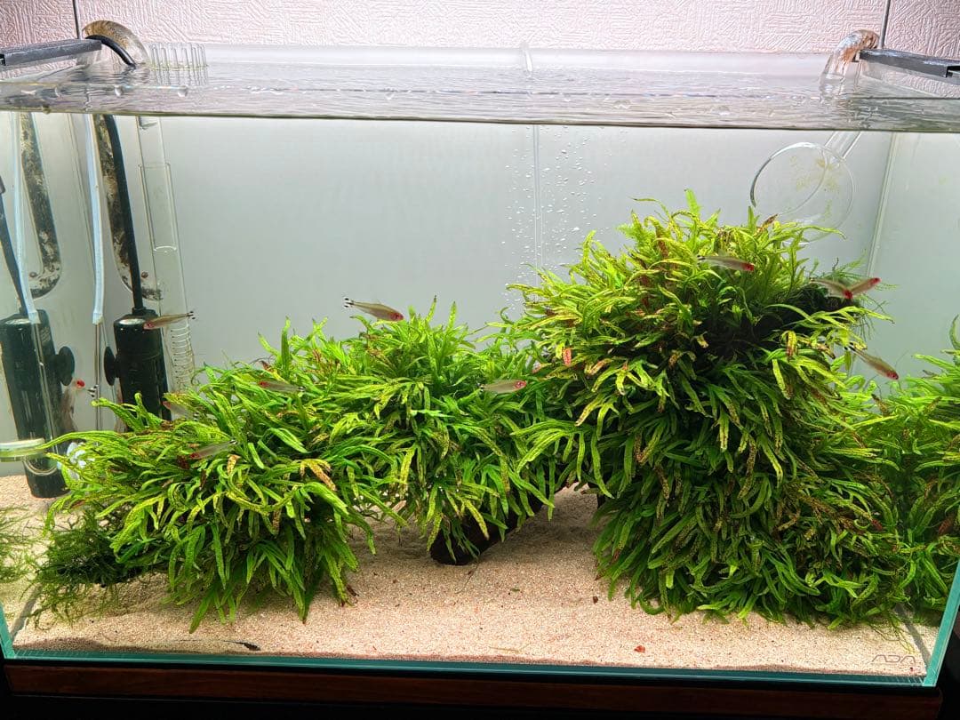 ADA ミクロソリウム トライデント 活着済 流木