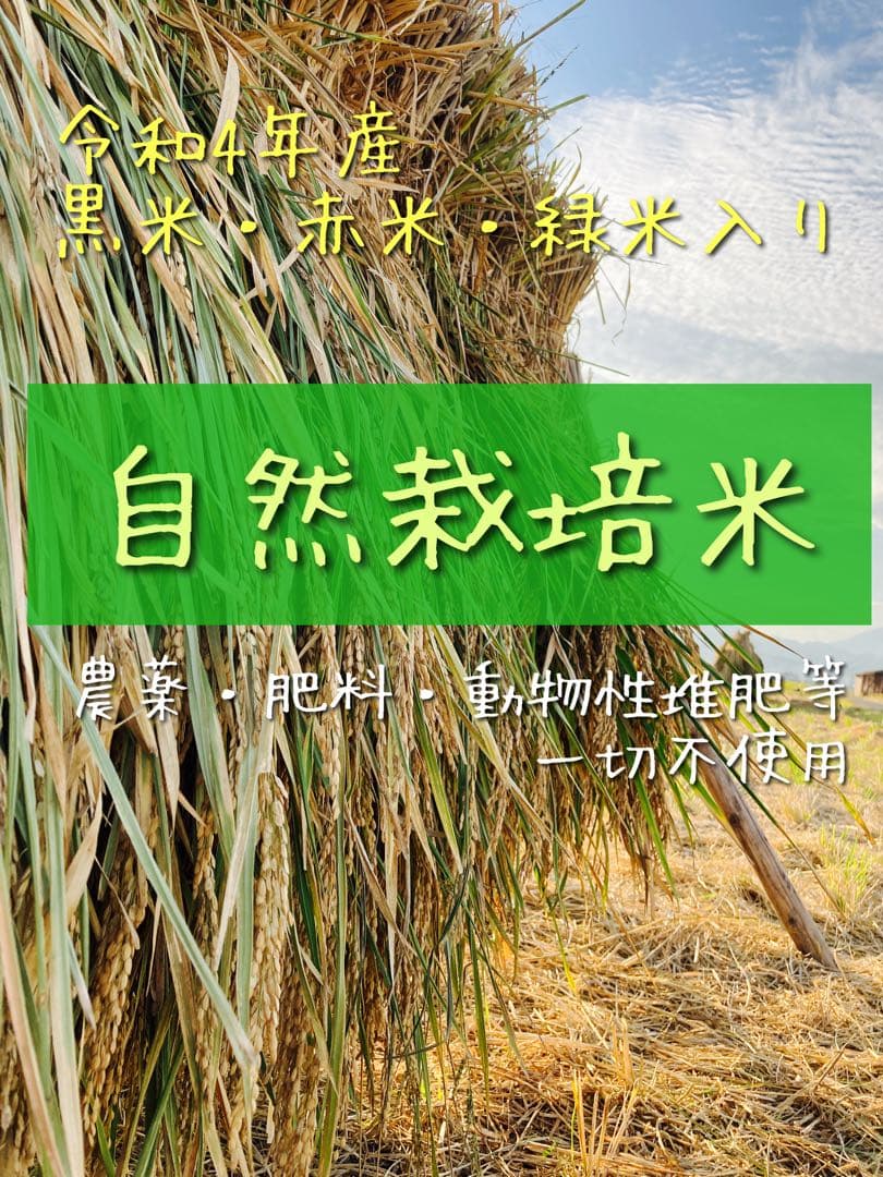 ❁⃘*.゜ニャンゴローさま専用❁⃘*.゜ 追加ご購入分