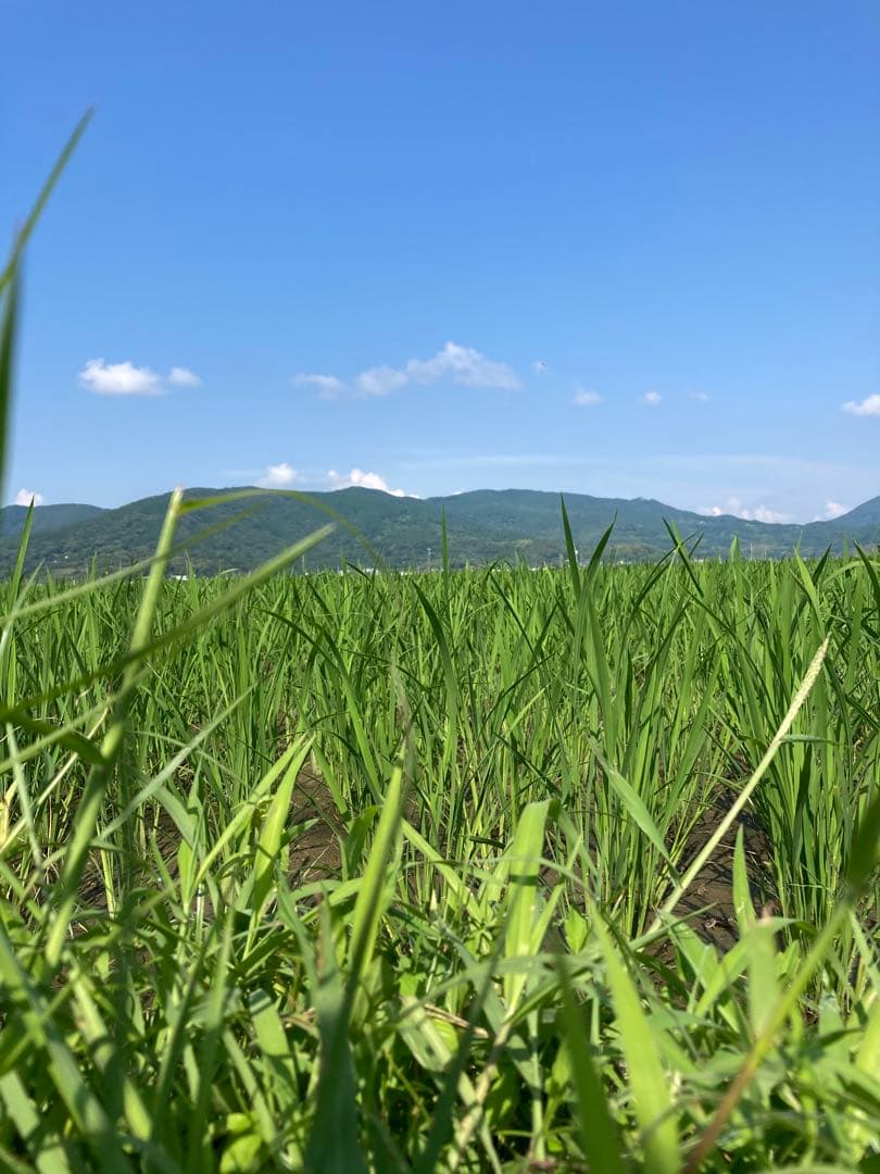 ❁⃘*.゜ニャンゴローさま専用❁⃘*.゜ 追加ご購入分