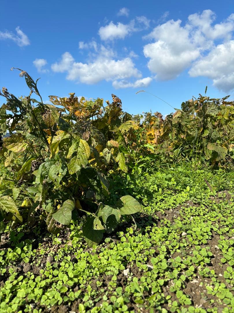 ❁⃘*.゜ニャンゴローさま専用❁⃘*.゜ 追加ご購入分