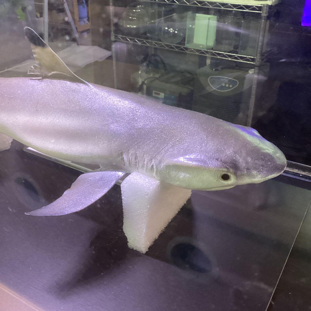 剥製魚 ブラックチップシャーク ツマグロ 50cm