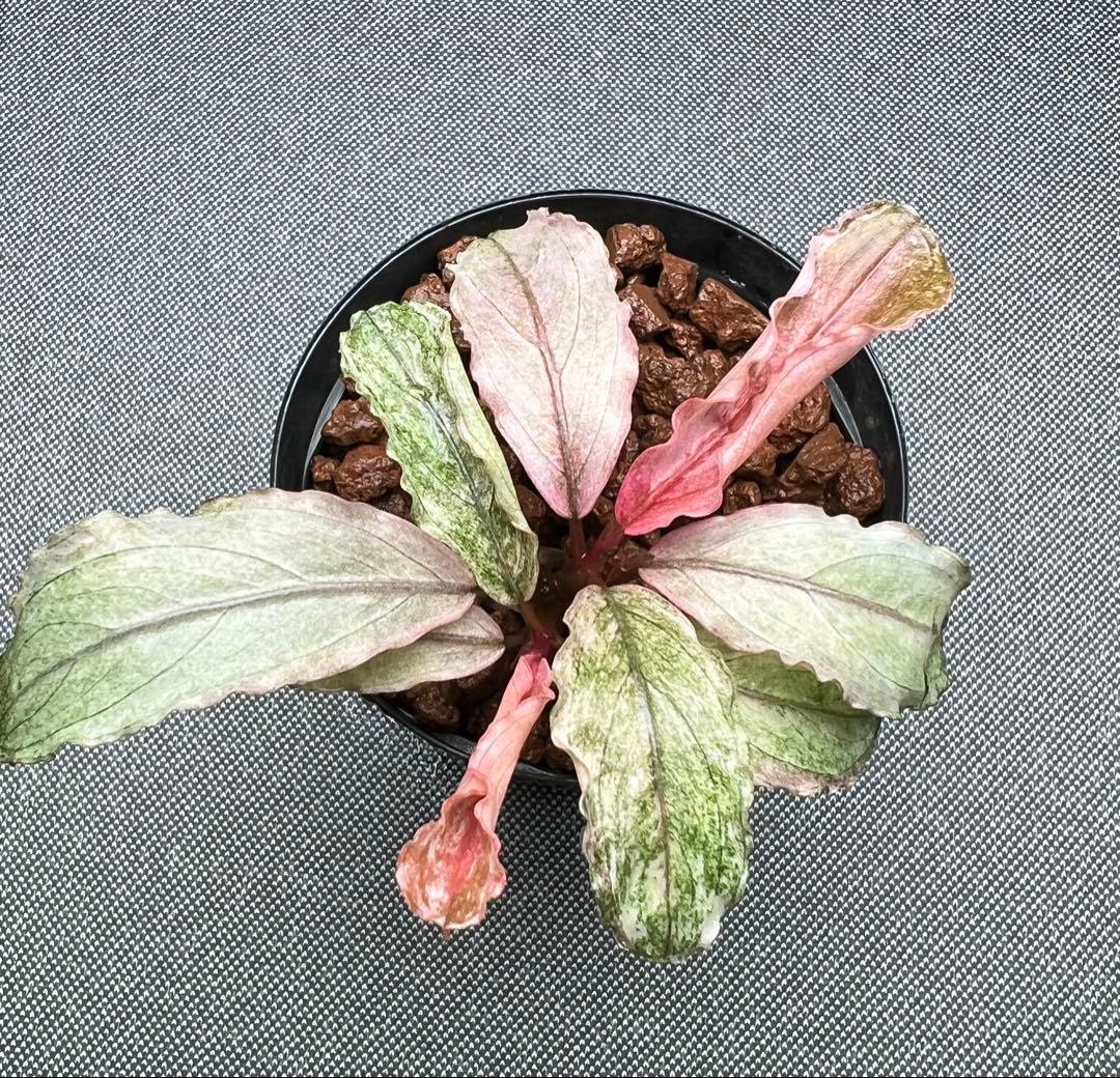 ブセファランドラ sp. ピンクバリエガータ 2芽