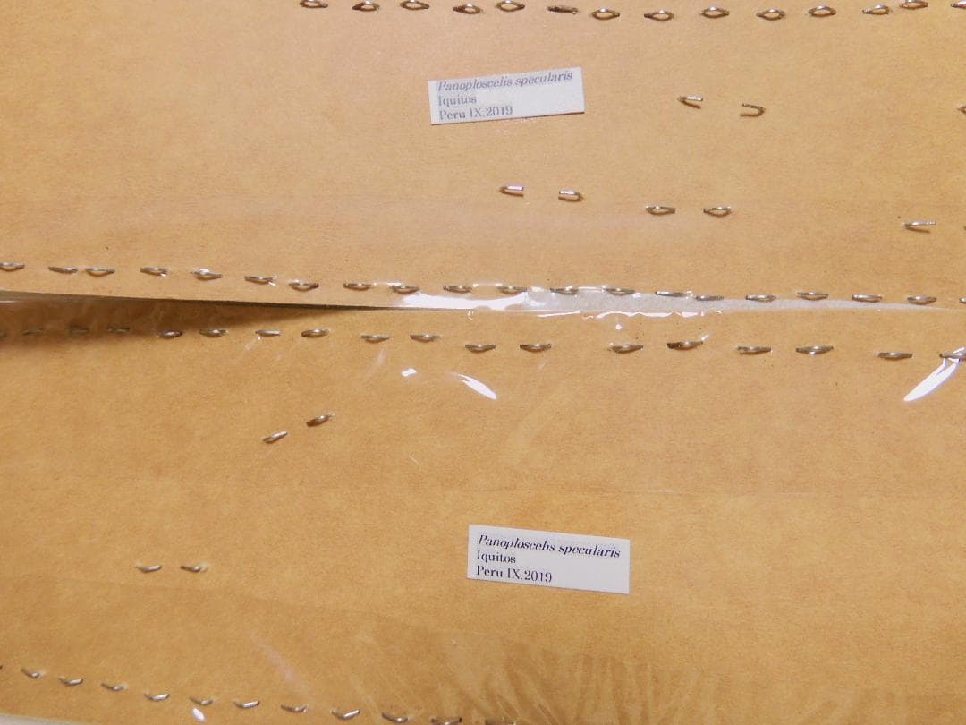 ペルー産　巨大コロギス　ペア　60-98mm