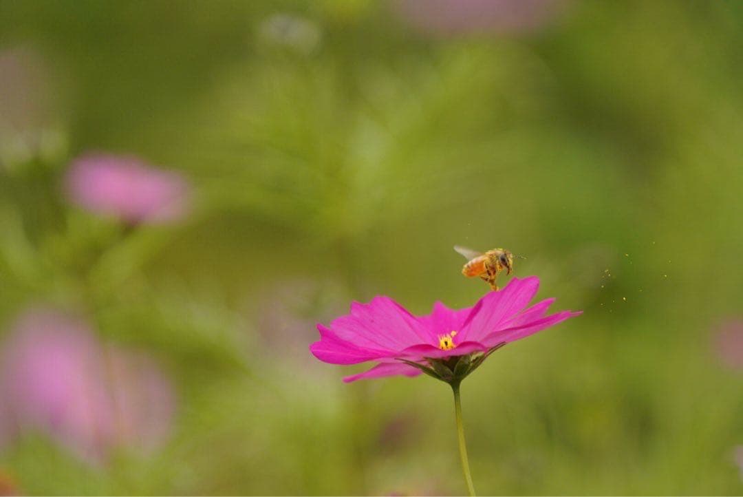 ハチミツ　日本蜜蜂の蜂蜜　奥山の奥のはちみつ　花粉入り結晶化