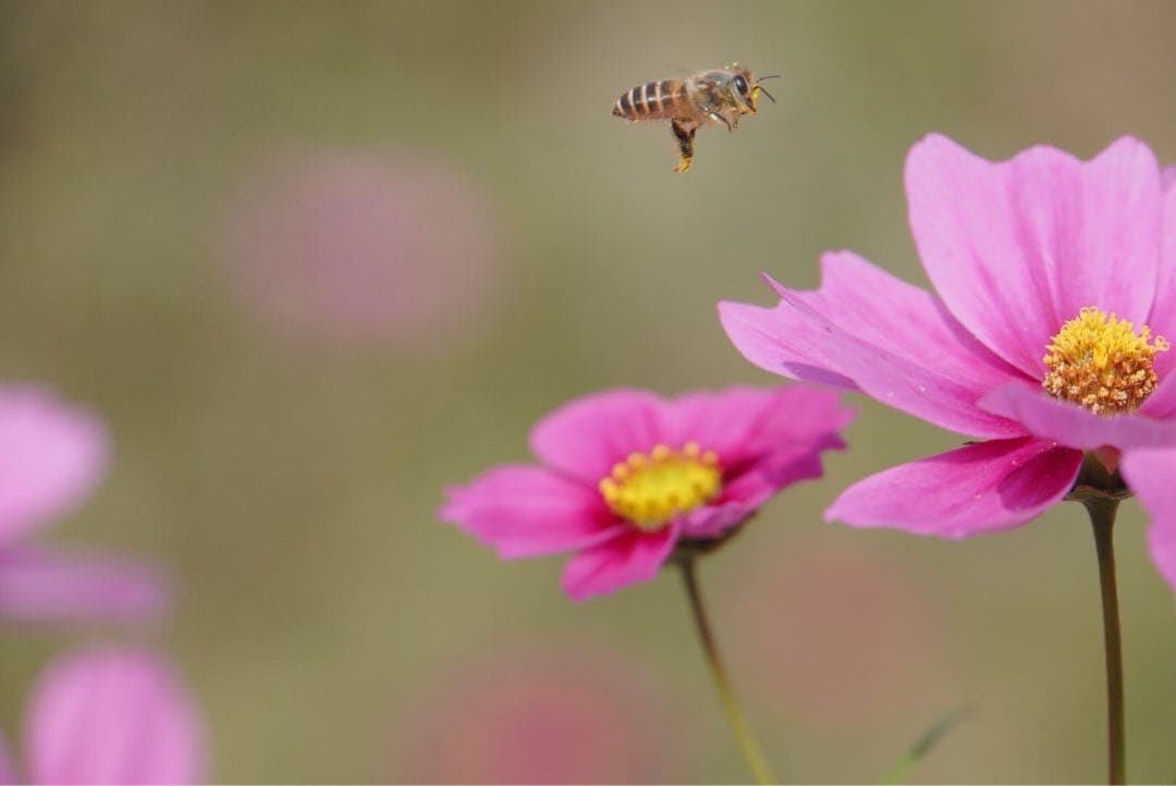 ハチミツ　日本蜜蜂の蜂蜜　奥山の奥のはちみつ　花粉入り結晶化