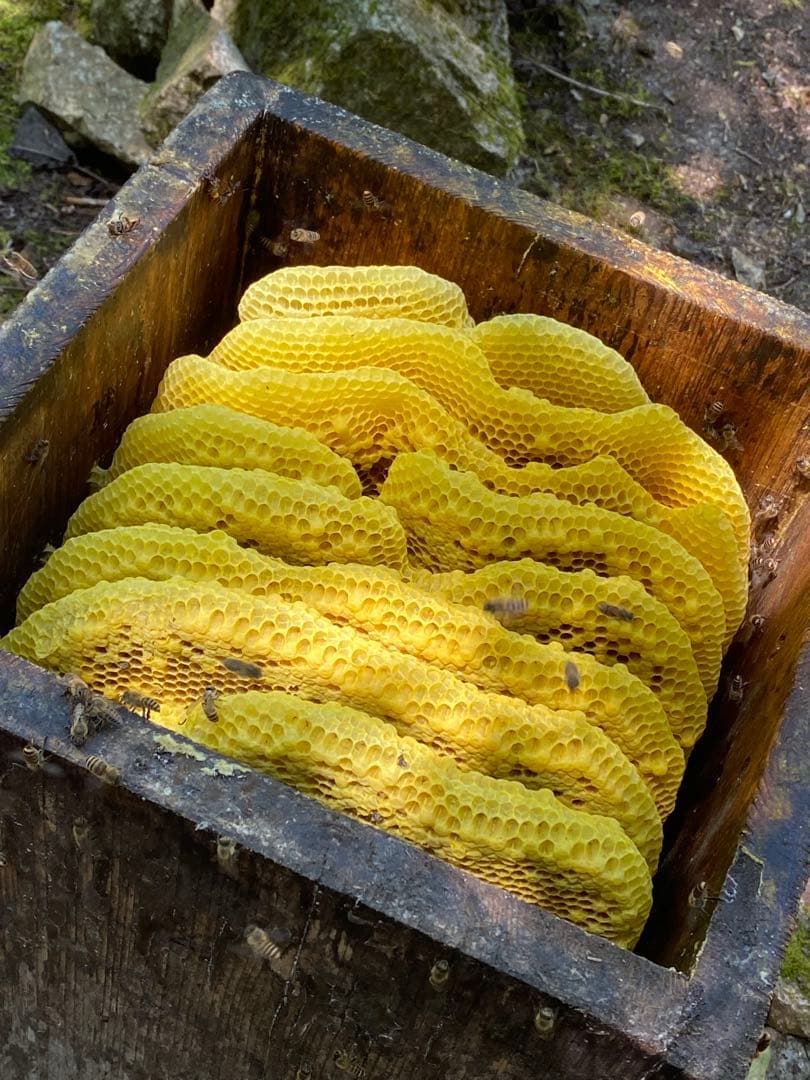 ハチミツ　日本蜜蜂の蜂蜜　巣箱の違うはちみつ　奥山の奥