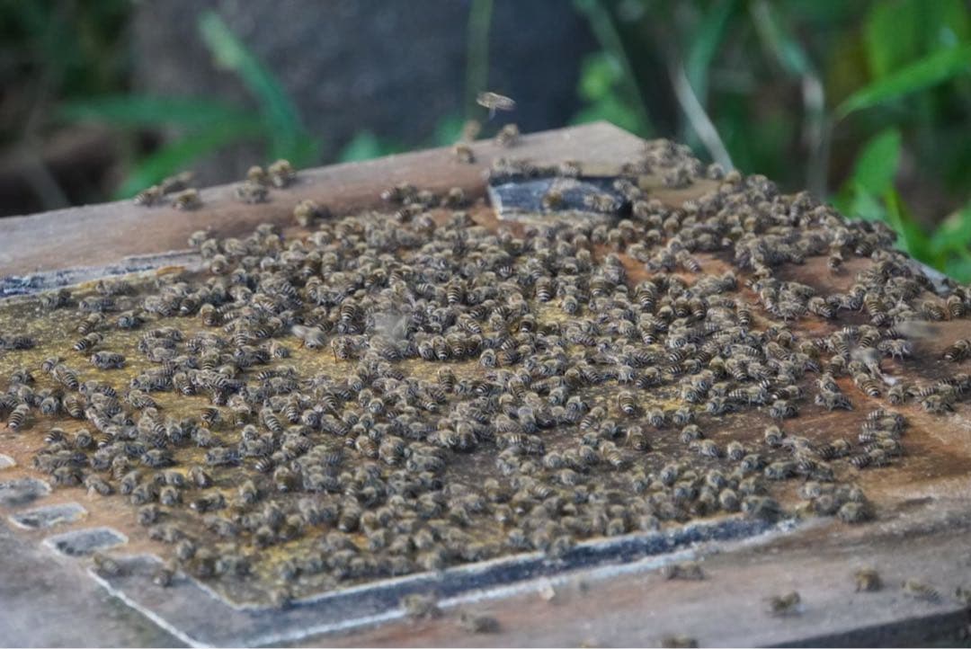 ハチミツ　日本蜜蜂の蜂蜜　巣箱の違うはちみつ　奥山の奥