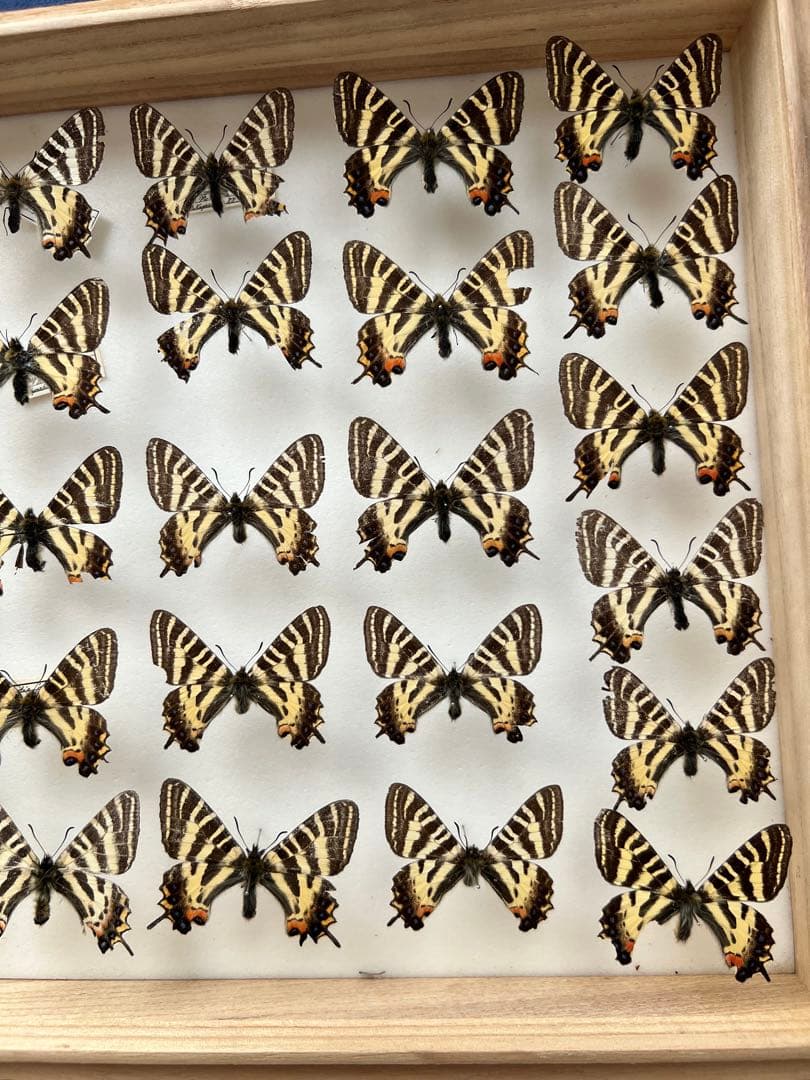 希少蝶の標本 ドイツ木製フレーム付き箱現状品のみ40x30x6cm