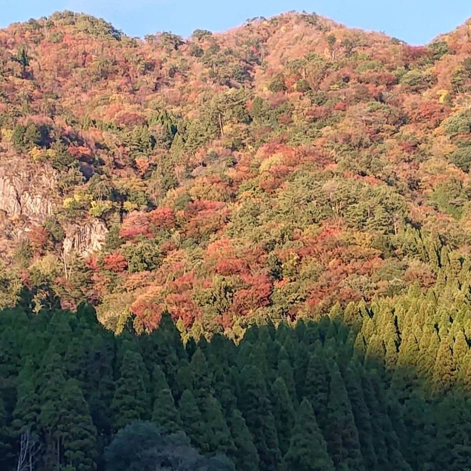 日本ミツバチはちみつ600g×2瓶