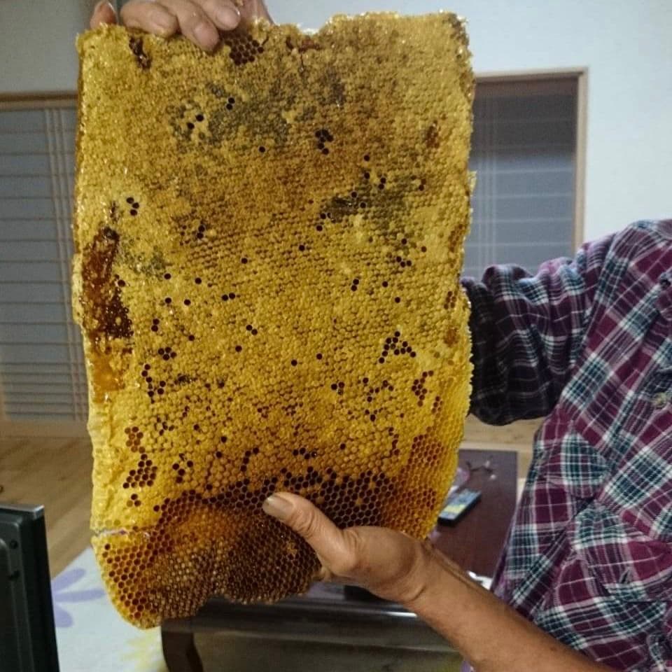 日本ミツバチはちみつ600g×2瓶