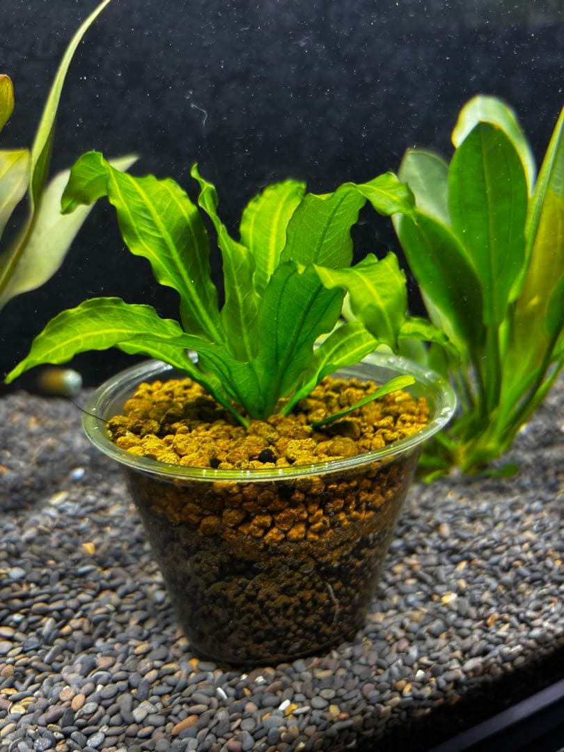 エキノドルス　サイサリス　AZ1110-18RS