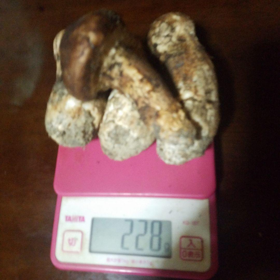 天然松茸228g 国産松茸