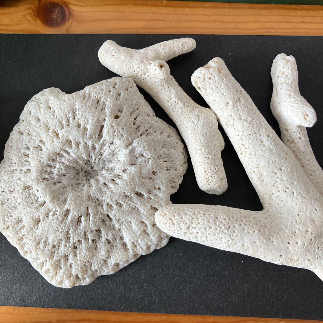 ネパール産のアンモナイト