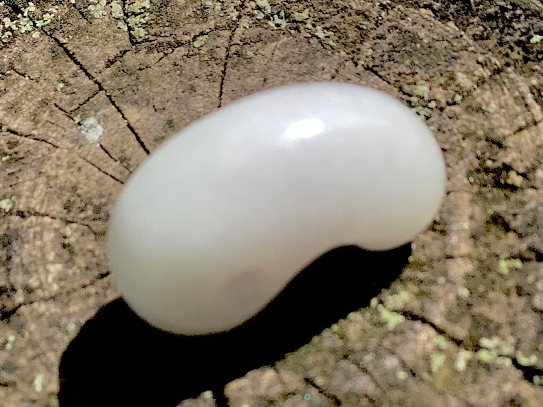 ✳糸魚川翡翠白勾玉‼️ 極上品質の太陽光透過　鑑別書付　お守りに本物を‼️