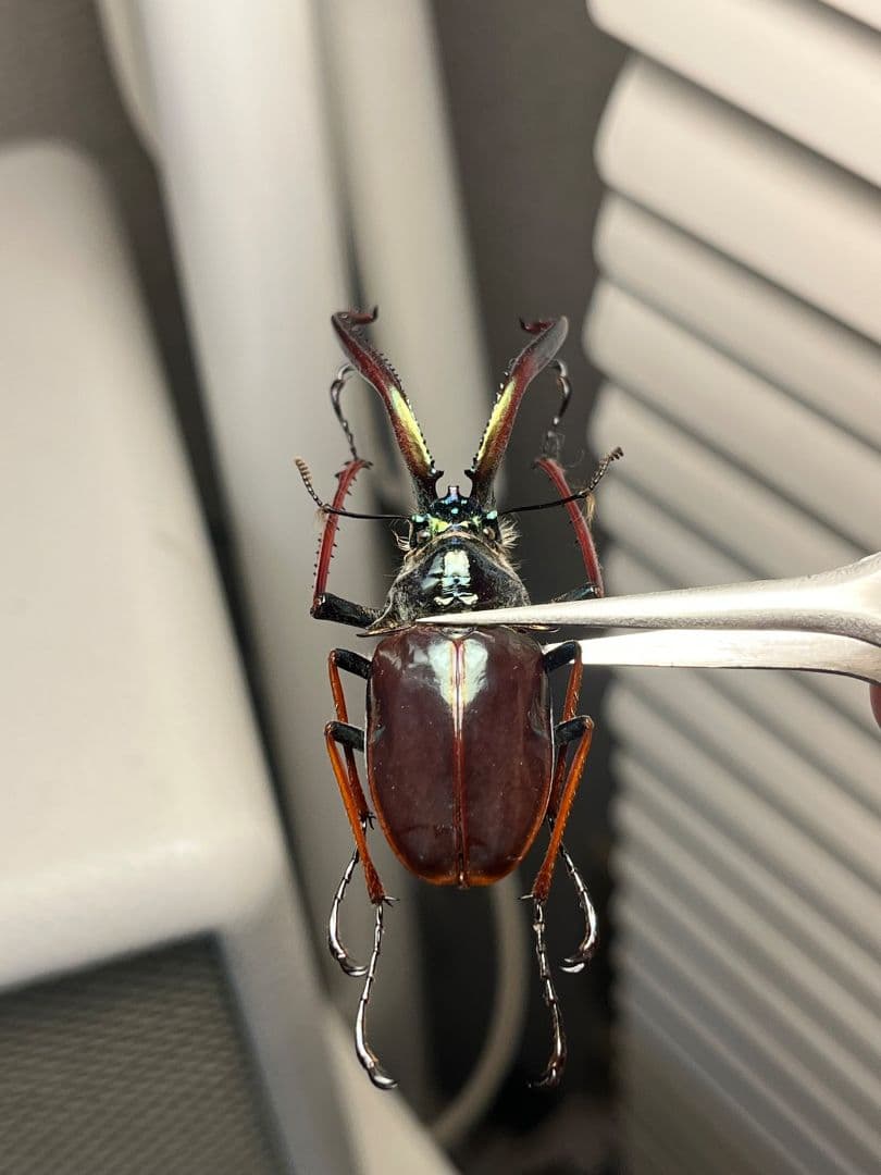 【PARATYPE】ホロメタリクスチリクワガタ 56mm シワバネクワガタ標本