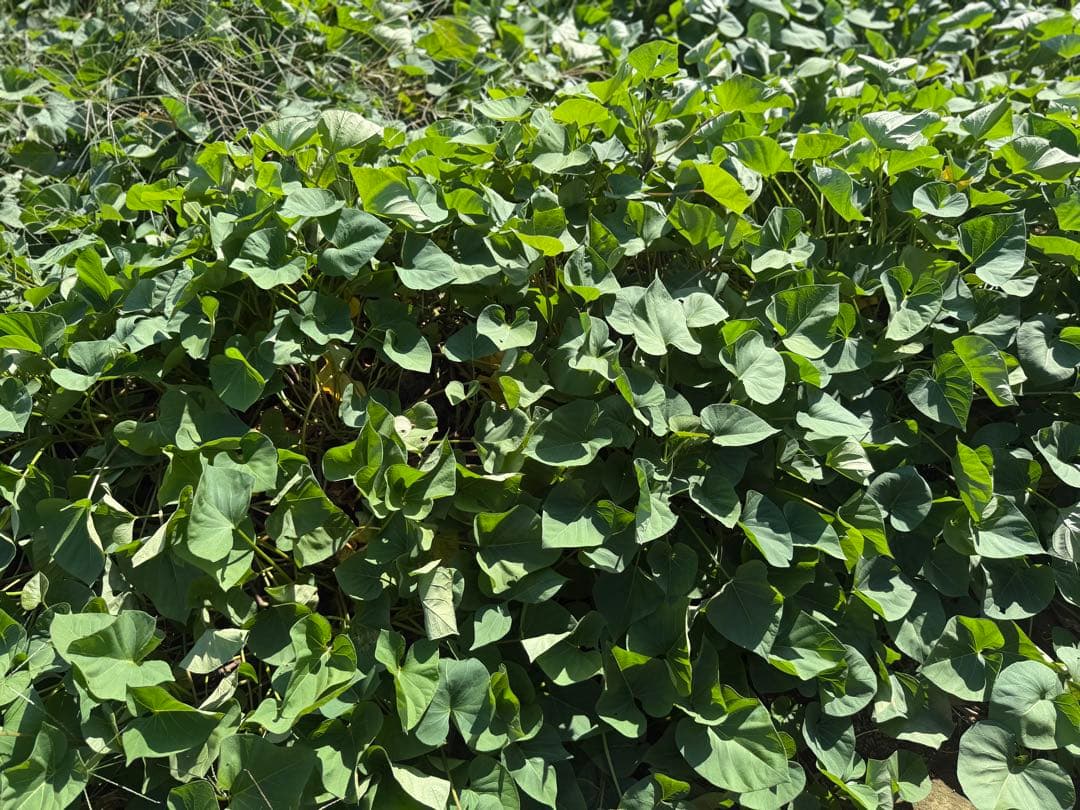 geomok.k　シルクスイート さつまいも 90kg 7セット