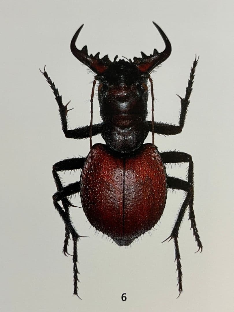 【最高傑作】オオエンマハンミョウの洋書 図鑑 Manticora TAITA出版