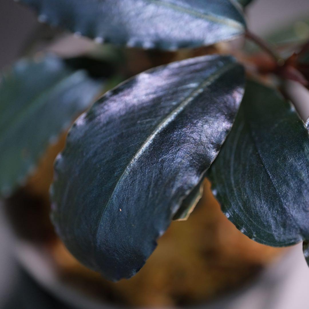 水草 BUCEPHALANDRA Nanga Pino Super Blue