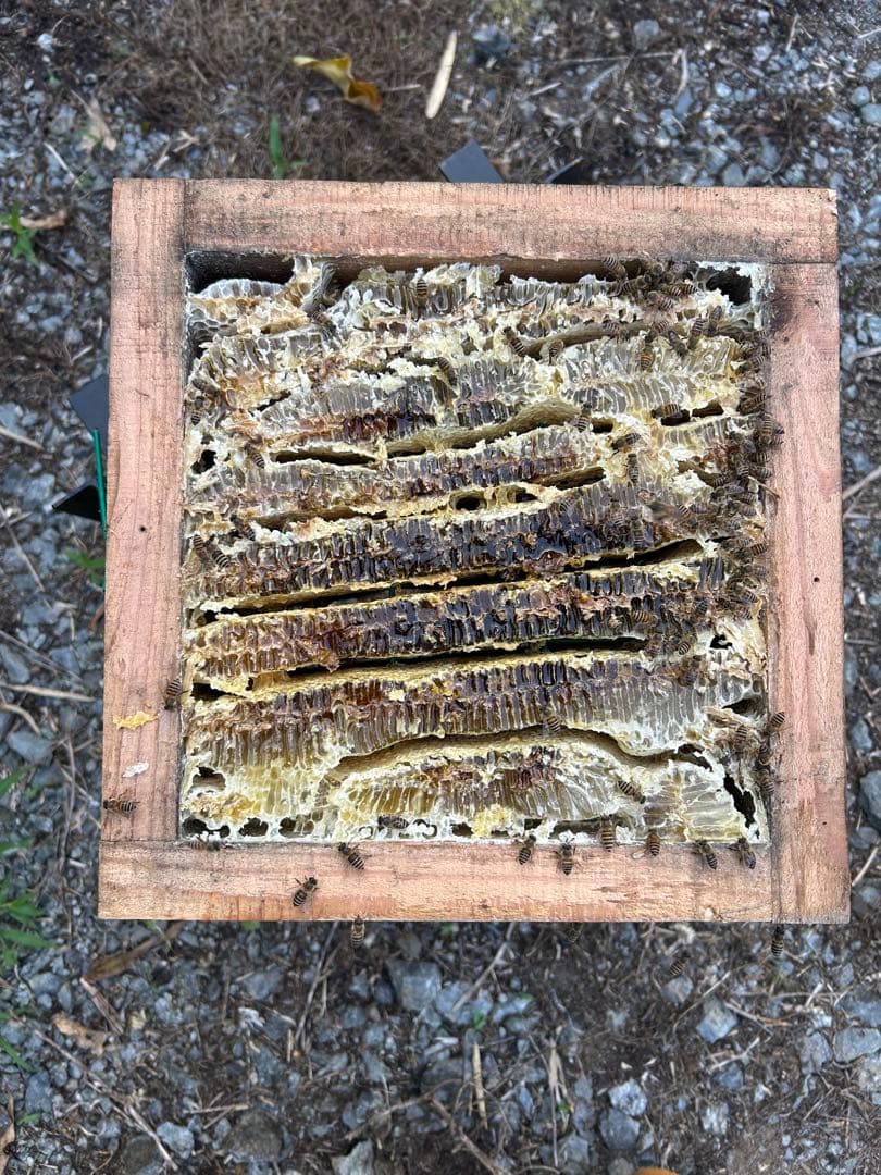 ニホンミツバチ・純粋天然蜂蜜 1,200g(600g2本)