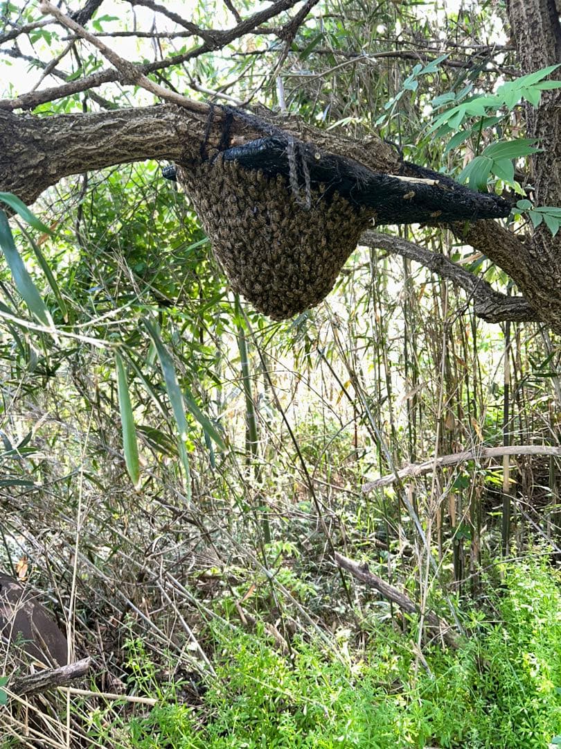 ニホンミツバチ・純粋天然蜂蜜 1,200g(600g2本)