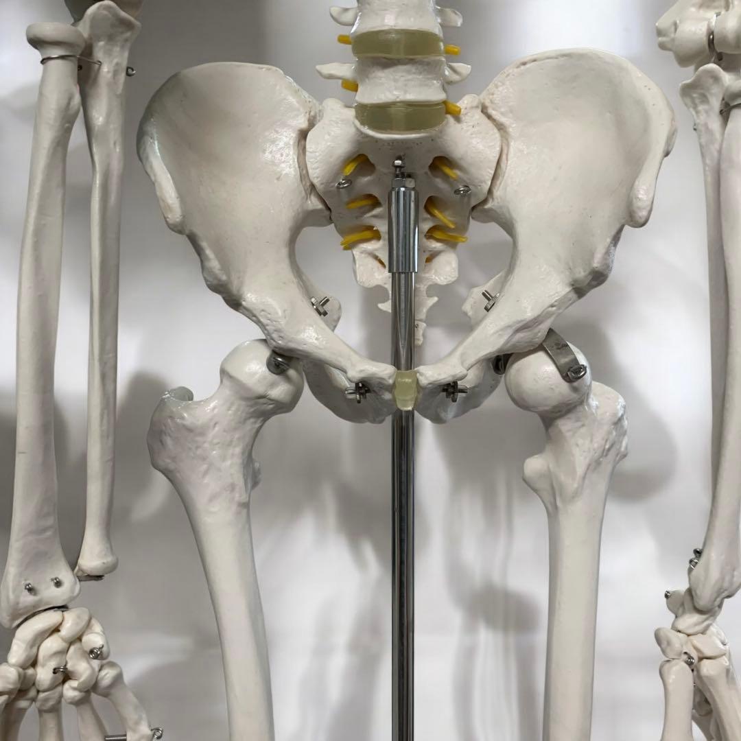 人体模型 可動関節 等身大 骨格模型 キャスター付 神経根付　26セ332