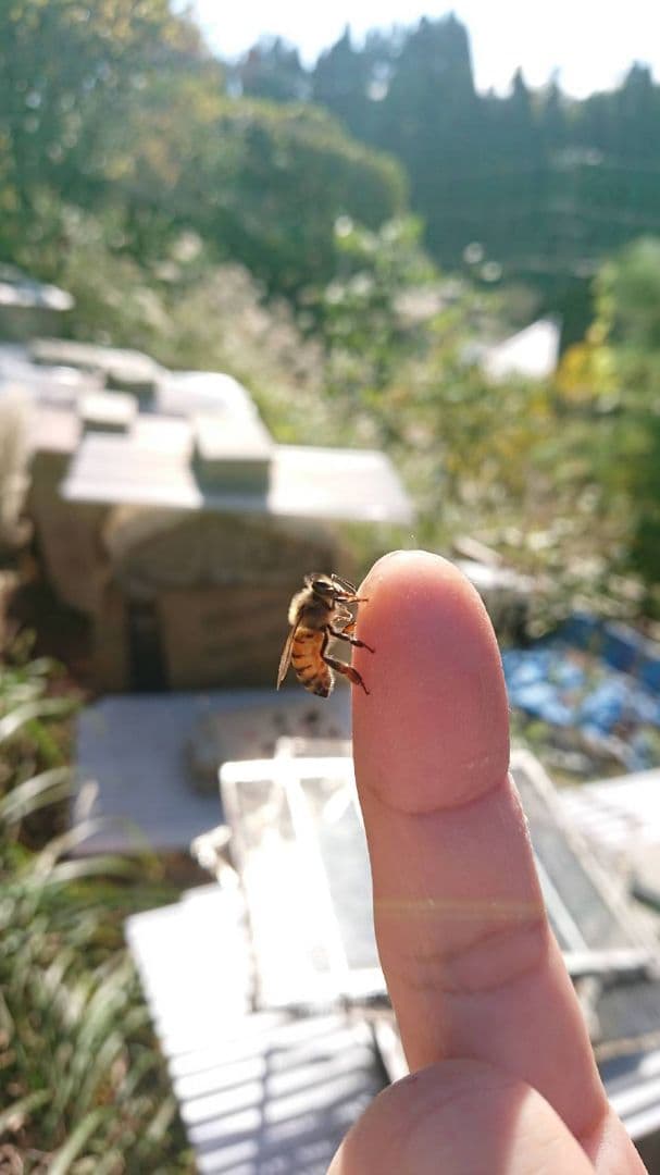 国産 純粋 蜂蜜 はちみつ 1.2kg2本 栗蜜