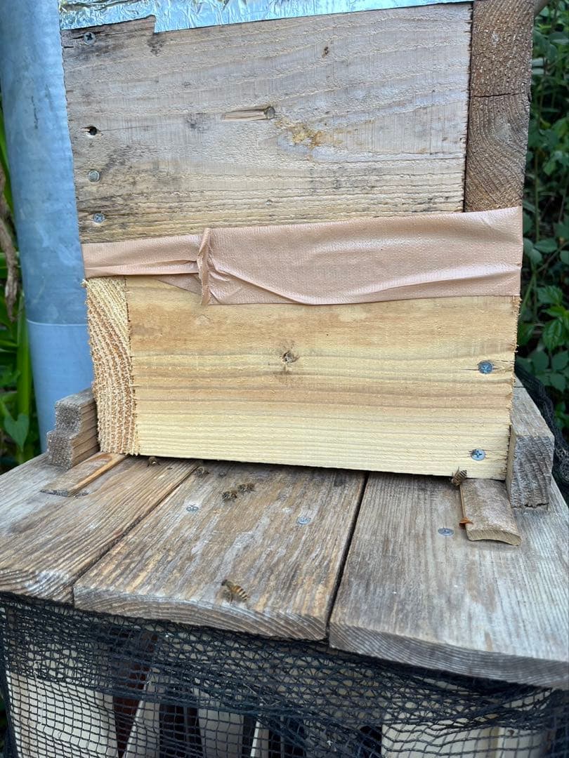 ラスト2kg/日本蜜蜂ハチミツ/百花蜜/1kg×2本/【最終値下げ】