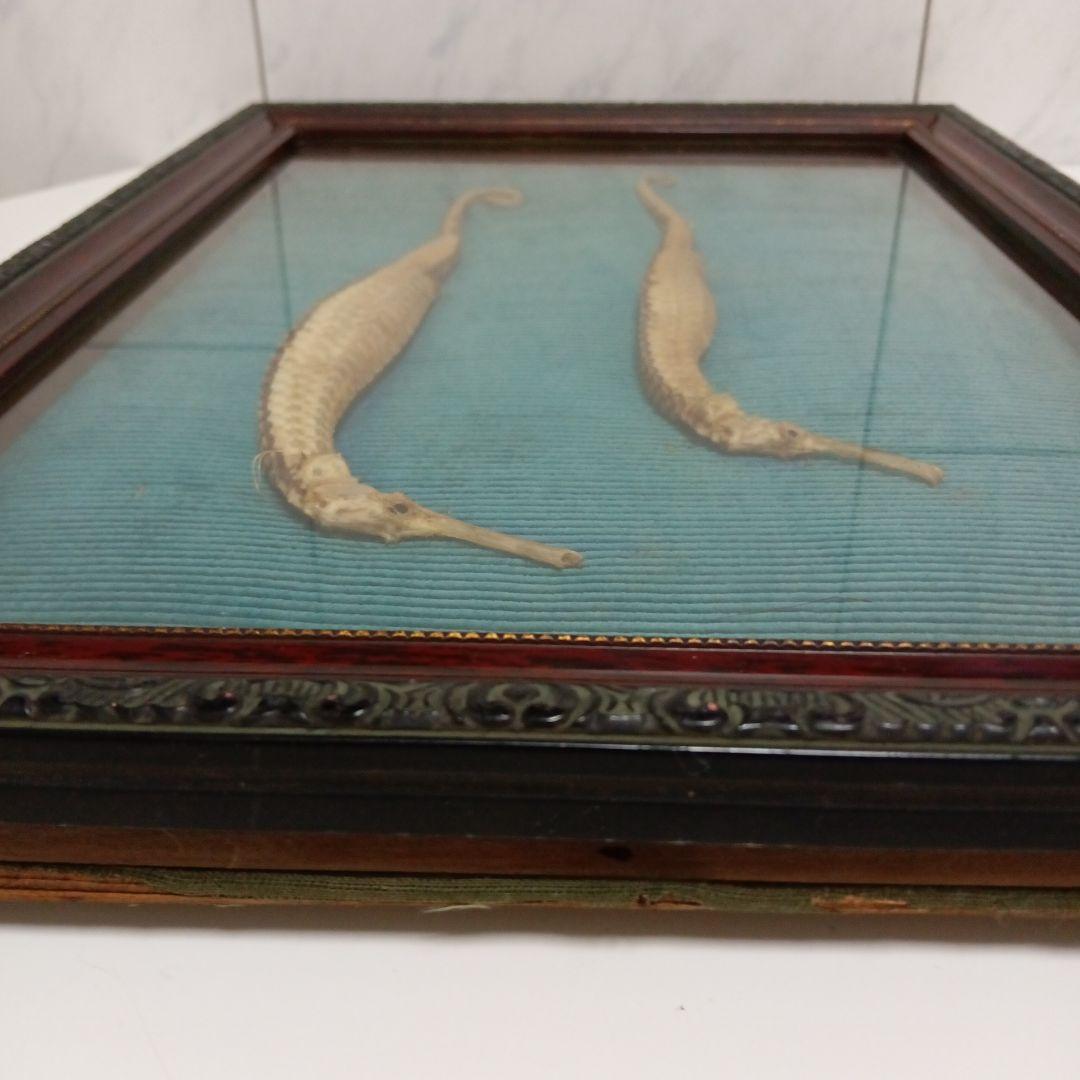 大珍品稀少レア昭和戦前後〜３０年代頃タツノオトシゴ縁起物大型個体標本額装当時物