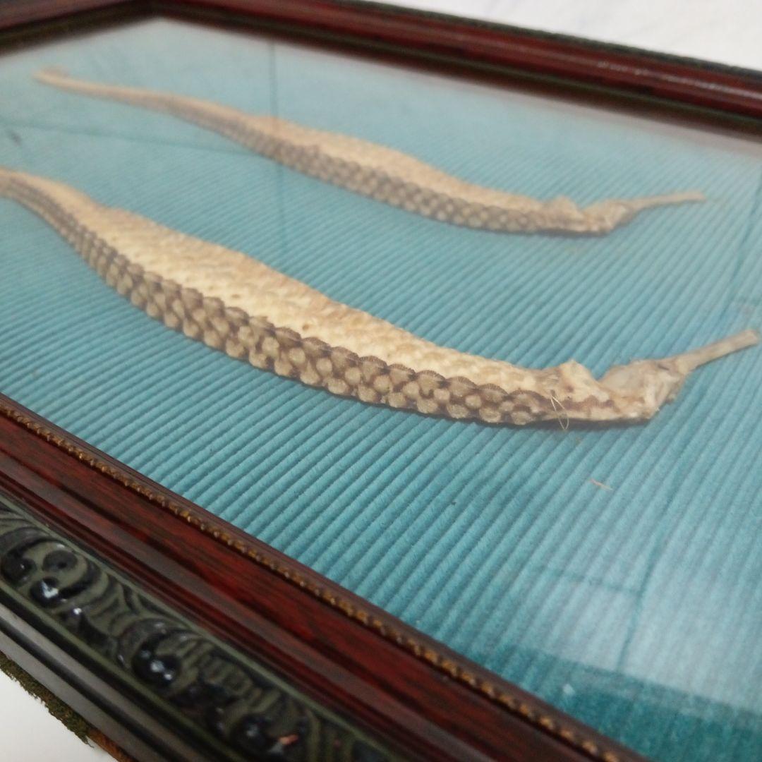大珍品稀少レア昭和戦前後〜３０年代頃タツノオトシゴ縁起物大型個体標本額装当時物