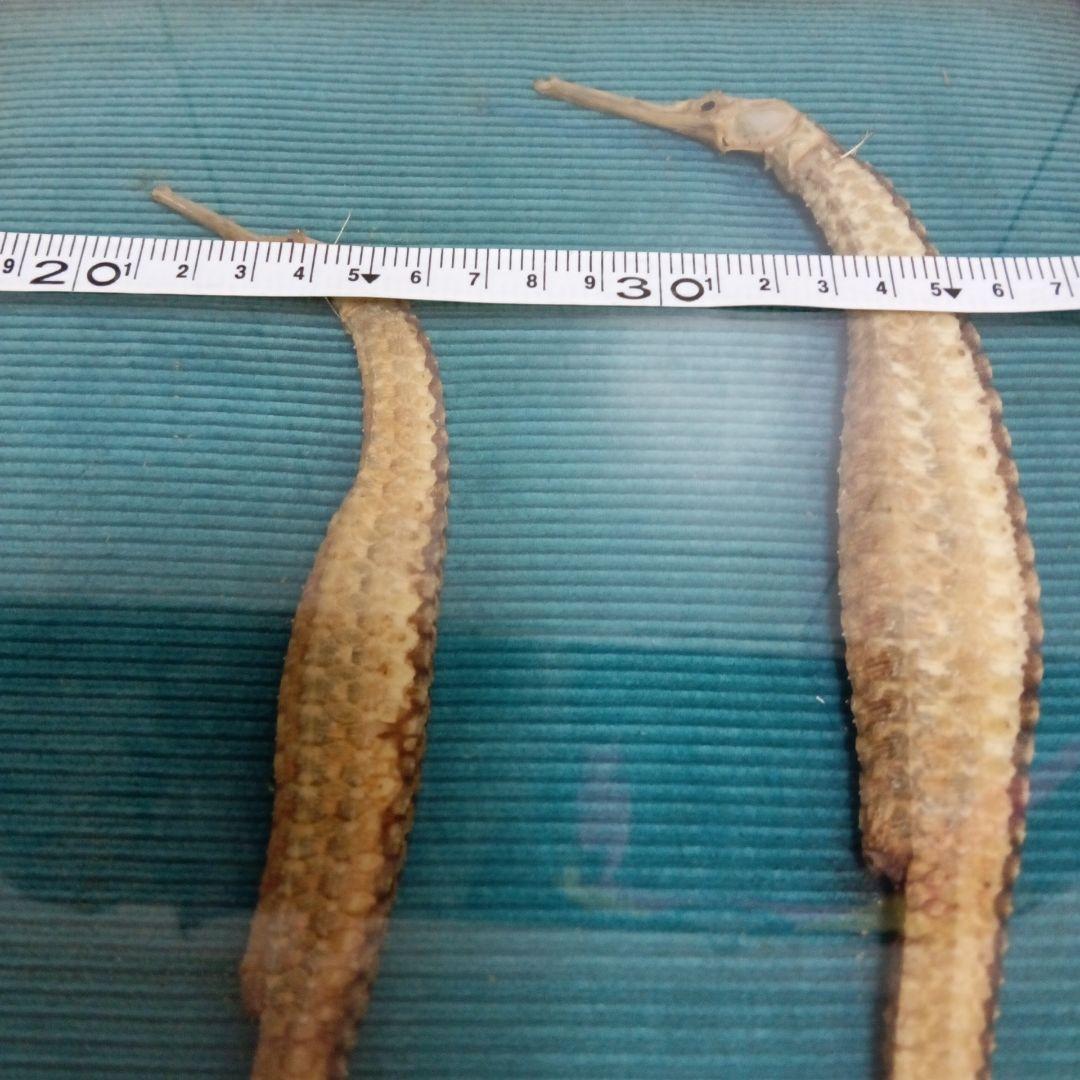 大珍品稀少レア昭和戦前後〜３０年代頃タツノオトシゴ縁起物大型個体標本額装当時物