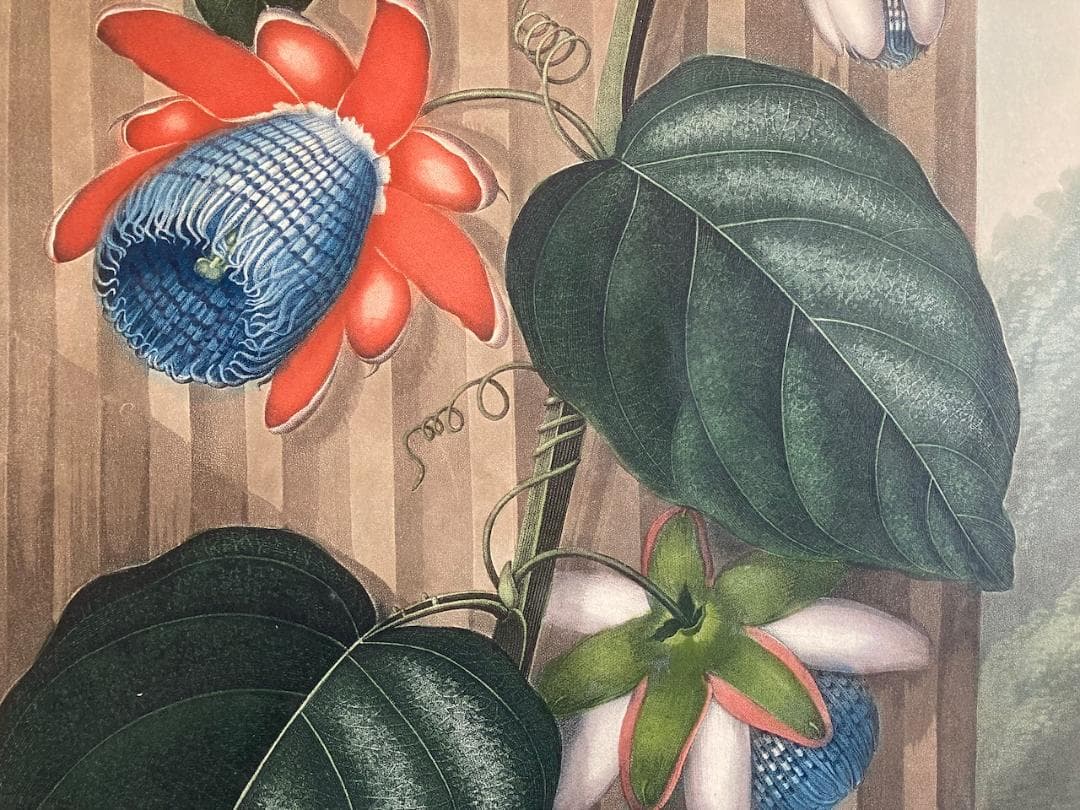 稀少 史上最美と称される《フローラの神殿》（初版）より『パッションフラワー』