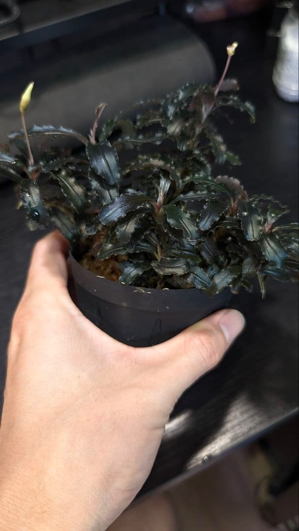 水草 Bucephalandra sp.\"Kudangan\"