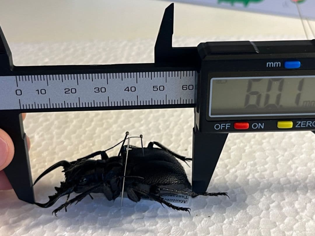 【巨大♂】オオエンマハンミョウ Manticora タンザニア産 昆虫標本