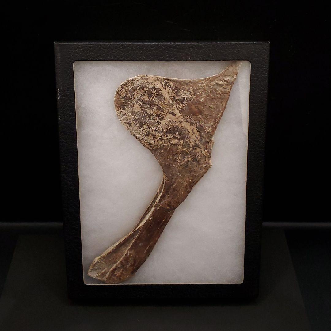 博物館級 タペヤラ 化石 下顎 恐竜 本物 ブラジル産 225mm fr77