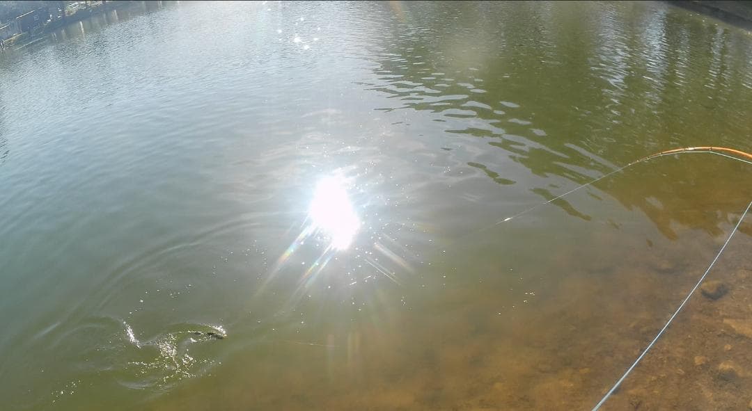 バンブーフライロッド ６フィート８インチ　＃３／＃４　Standard