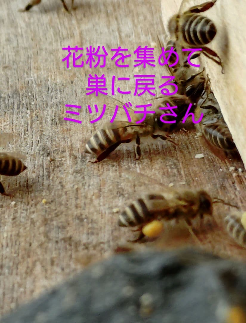 【希少！2年熟成蜜】日本ミツバチ　はちみつ　信州産　非加熱　1160g