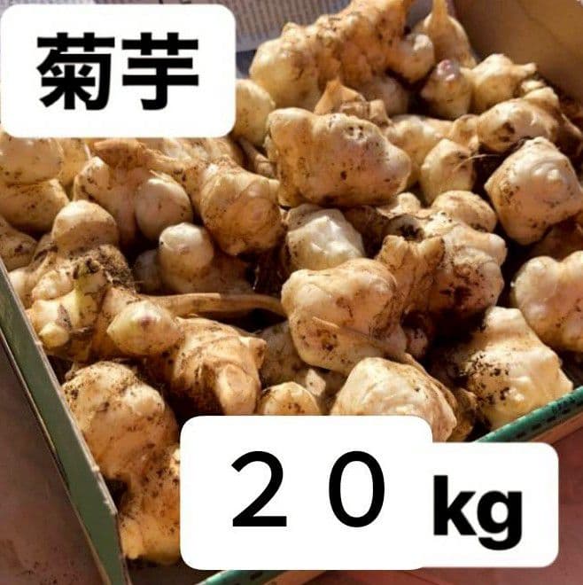 菊芋　20kg