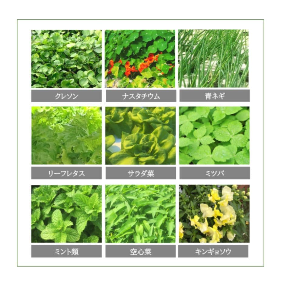 アクアポニックス 水耕栽培キット おさかな畑 SQUARE 35L 屋外・屋内用