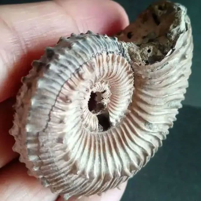 化石　パイライト　アンモナイト　棘々沢山　装飾豪華　殻付き標本　ロシア産