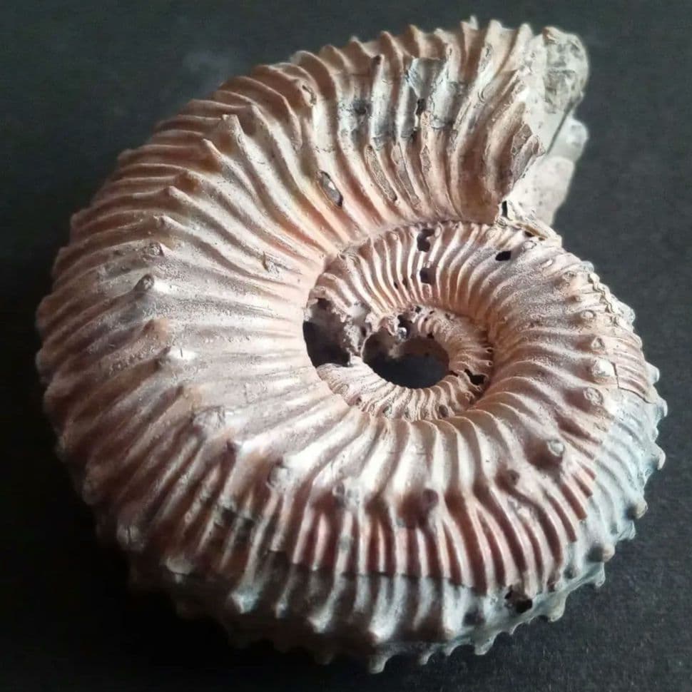 化石　パイライト　アンモナイト　棘々沢山　装飾豪華　殻付き標本　ロシア産