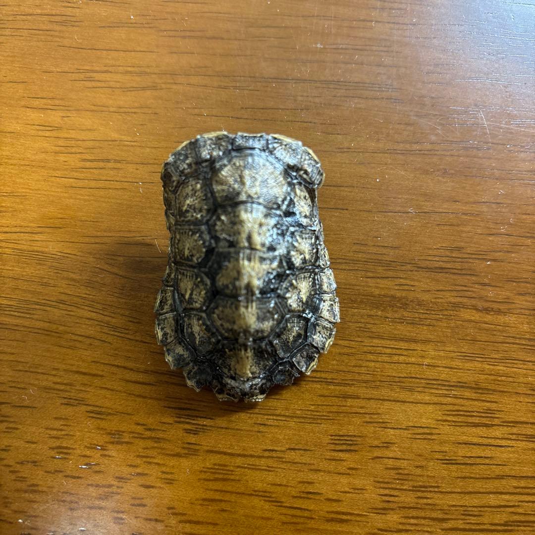 イシガメ　セマルハコガメ　甲羅　剥製　標本　ネイチャーテクニカラー