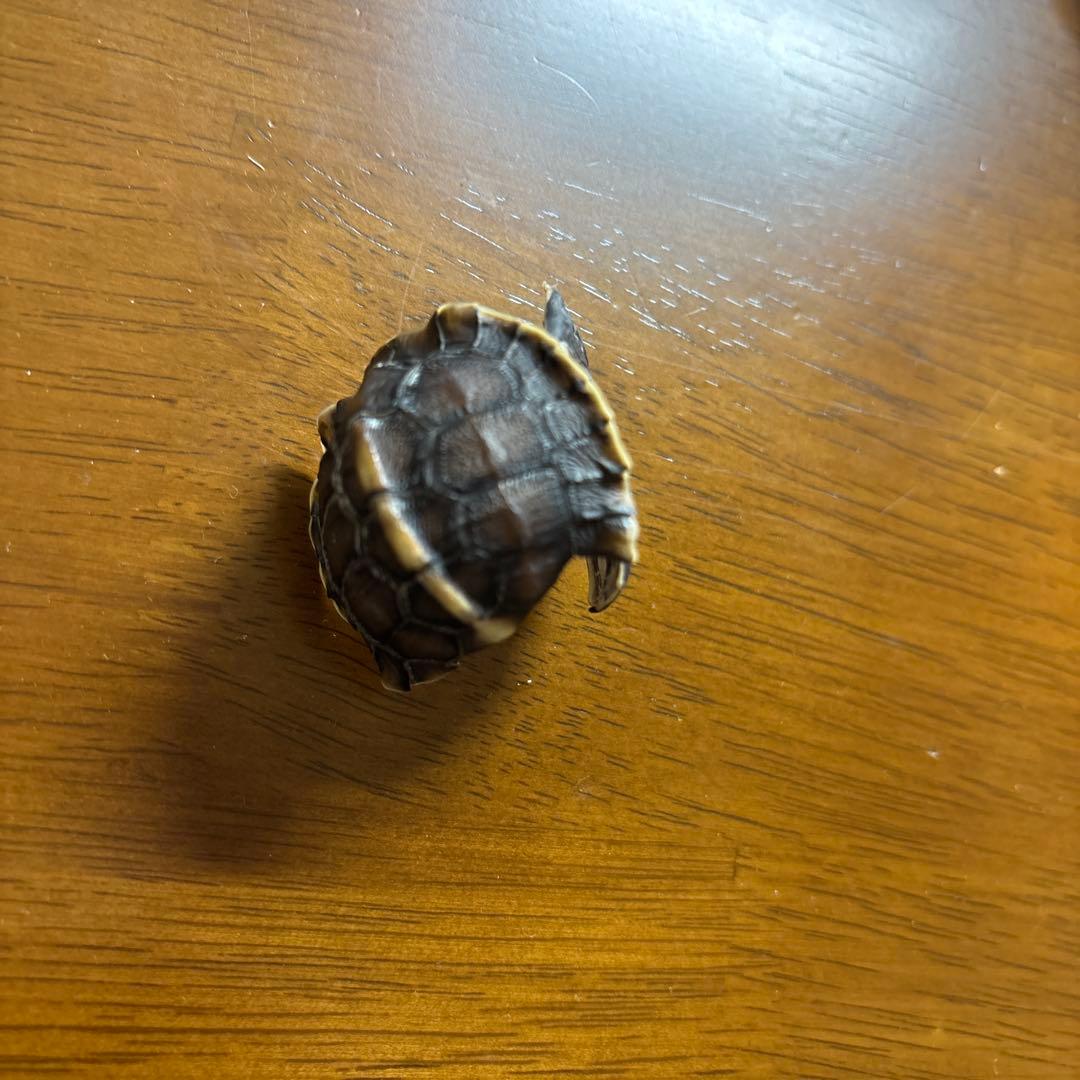 イシガメ　セマルハコガメ　甲羅　剥製　標本　ネイチャーテクニカラー