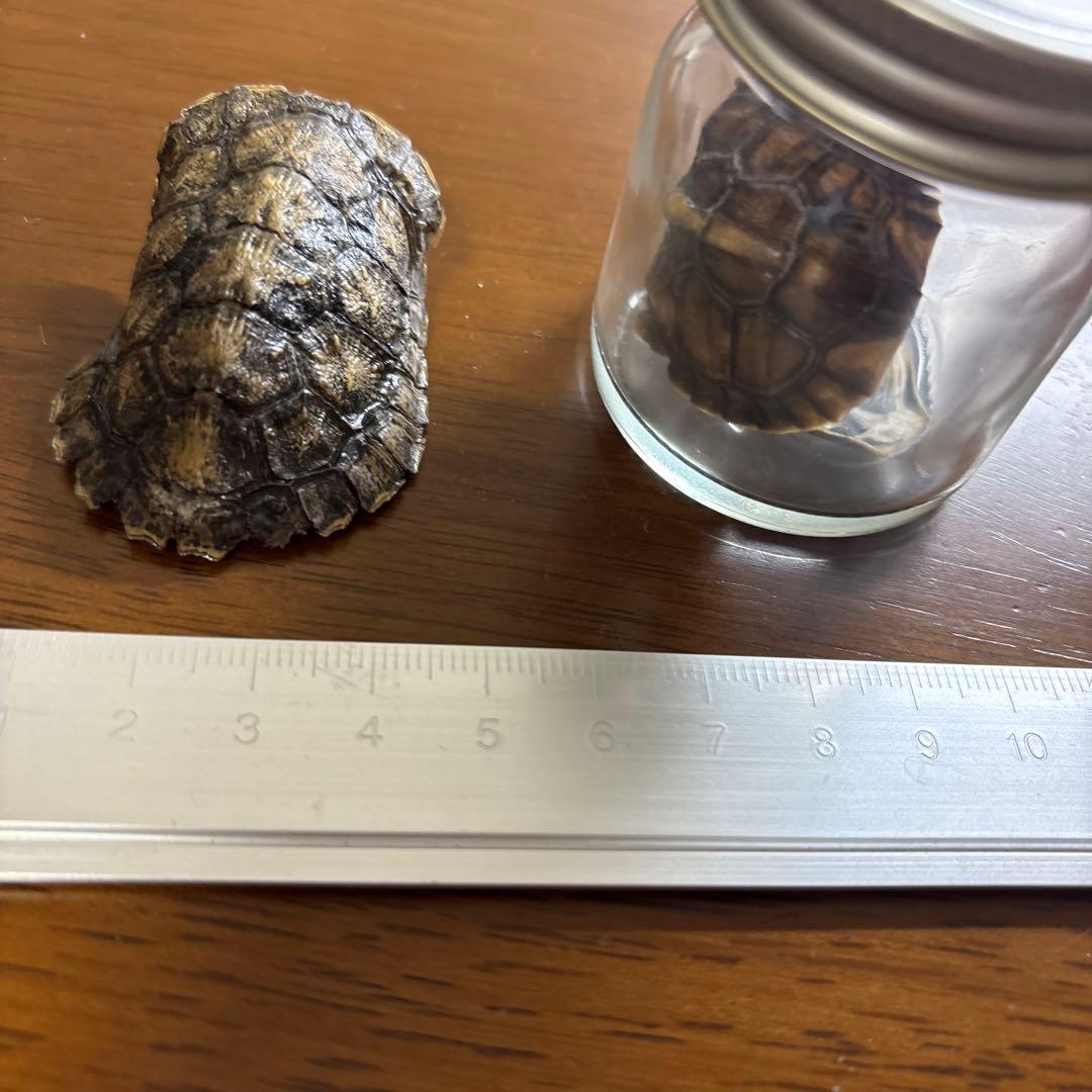 イシガメ　セマルハコガメ　甲羅　剥製　標本　ネイチャーテクニカラー