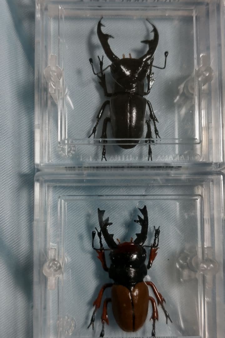 タカラ　世界の甲虫シリーズ　BEETLE OF THE WORLD