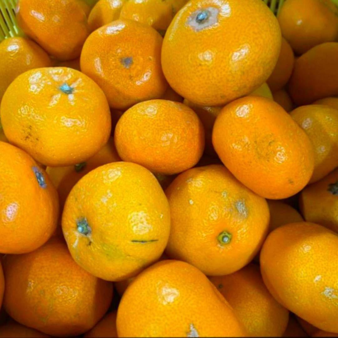 和歌山　有田みかん　8kg　 3箱　訳あり　ミカン