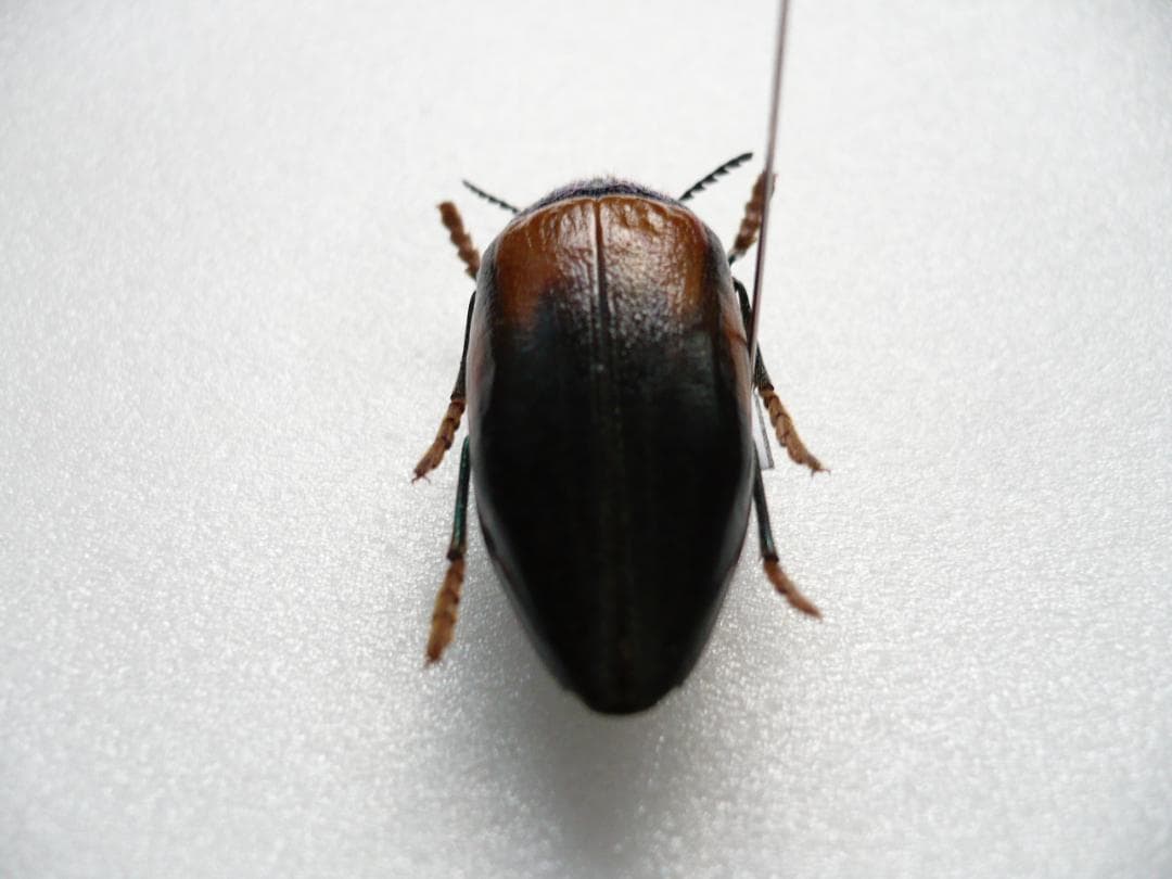 タンザニアのタマムシ　Sternocera tricolor