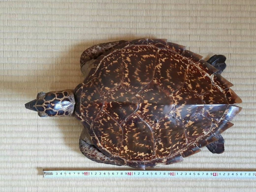 タイマイ　ウミガメ　剥製　大小2個体セット　国際希少野生動植物種登録票付き